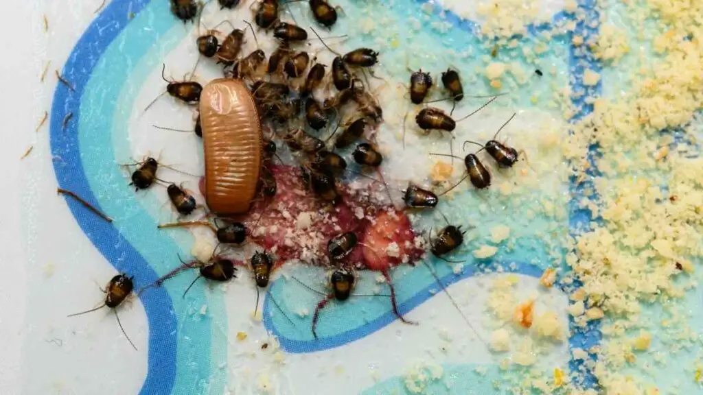 cockroach egg and babies