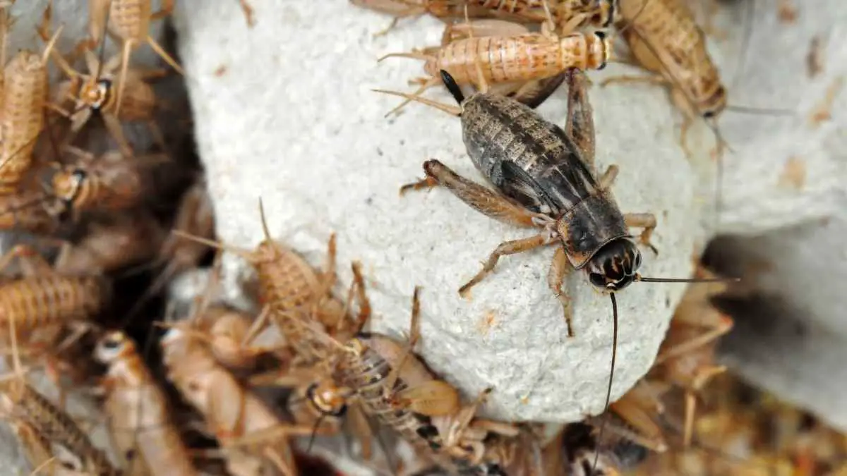 11 Insects that Look Like Cockroaches But Aren’t (Make No Mistake