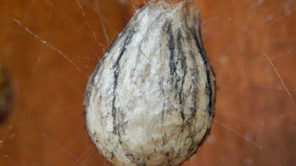 spider egg sac