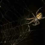 Common Spider Entry Points; All You Need to Know About Handling a Spider Infestation