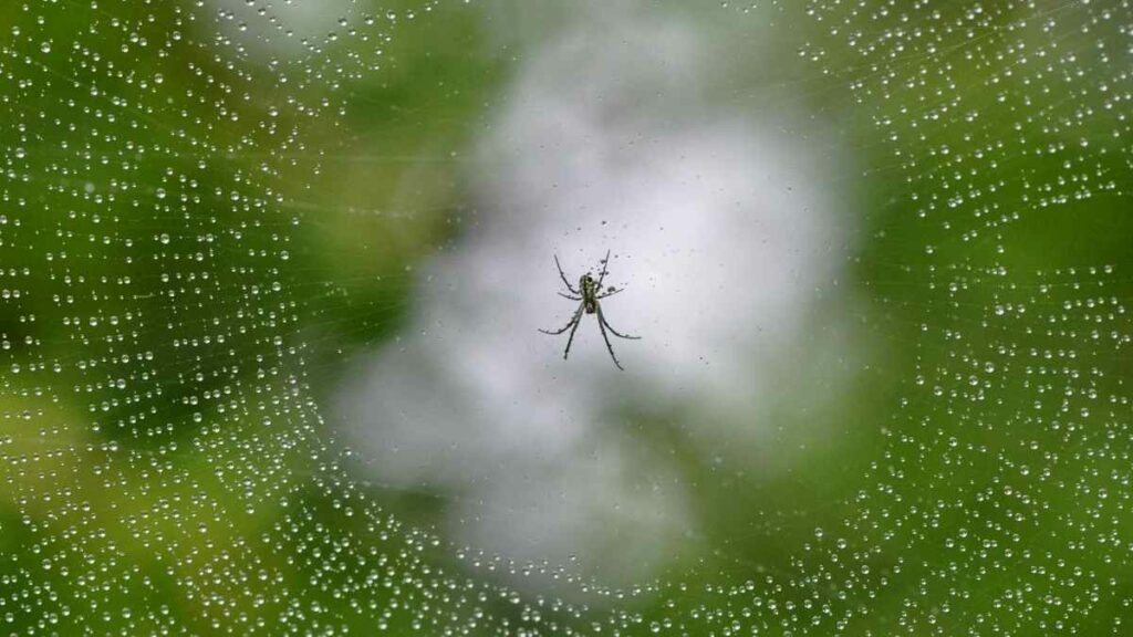 spider in web (1)
