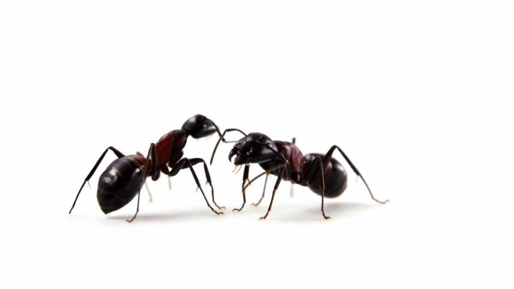 Black house ants