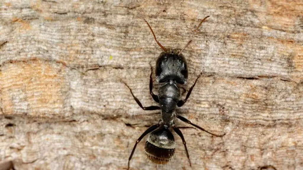 Carpenter ant (1)