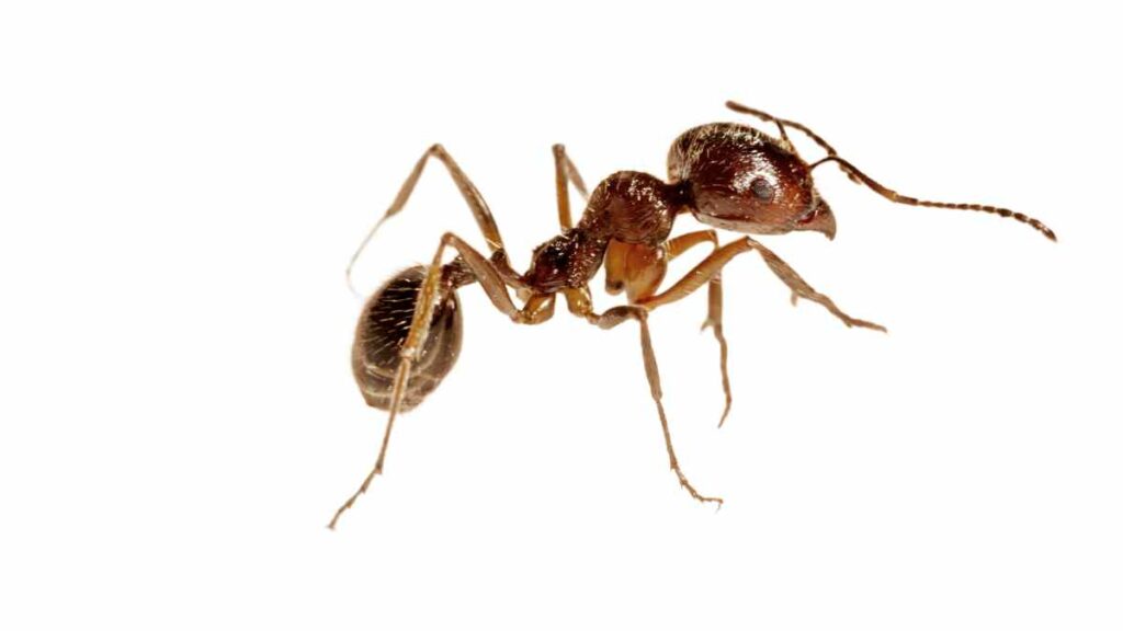 Odorous house ants