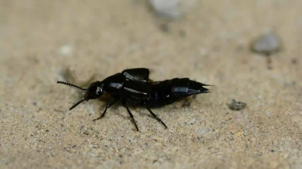 Rove beetles