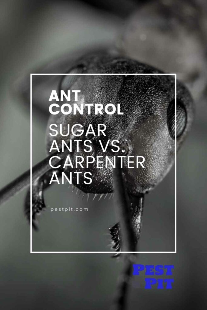 Sugar ants vs. carpenter ants