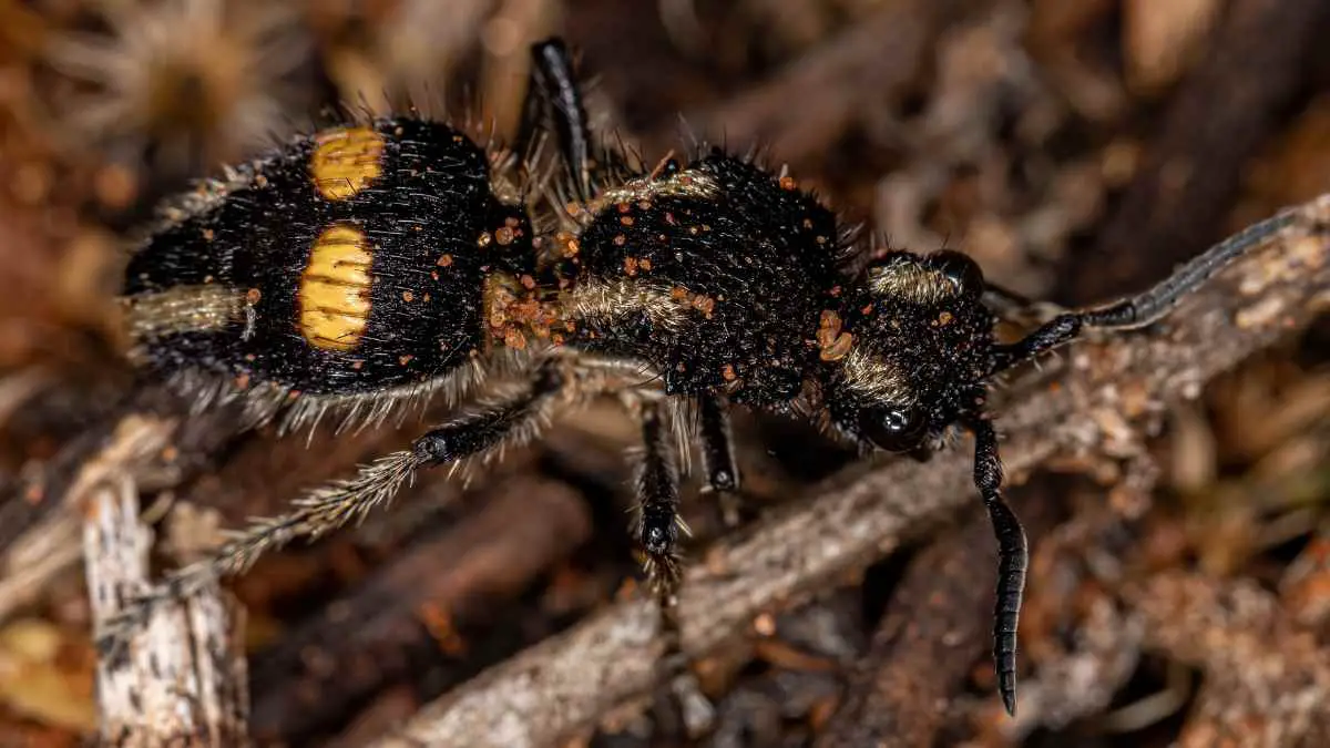 3 Bugs That Look Like Ants But They Are Not Pest Pit   Velvet Ants 