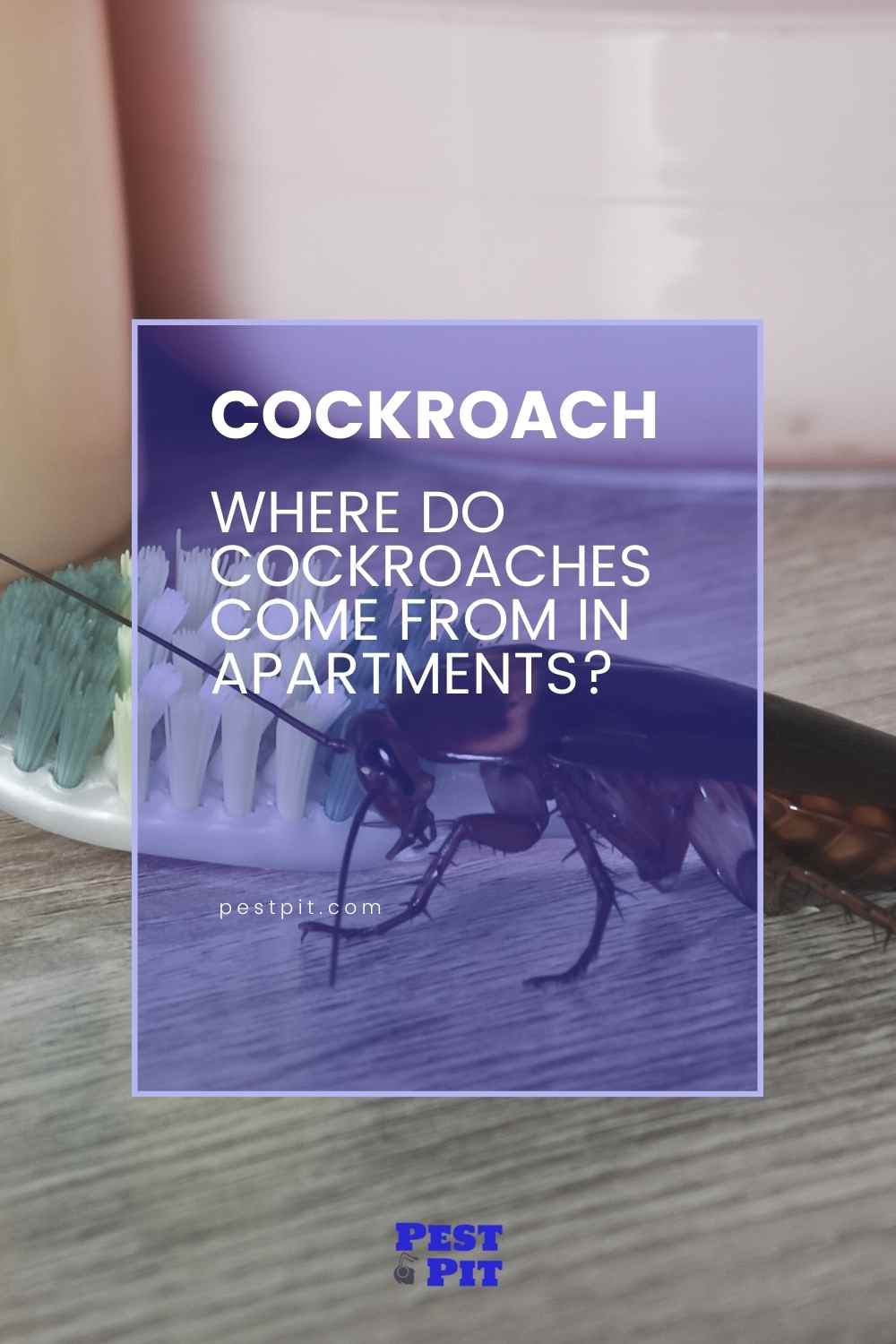 Where Do Cockroaches Come From In Apartments An Expert S Perspective   Where Do Cockroaches Come From In Apartments 