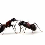 3 Bugs That Look Like Ants (but they are not)
