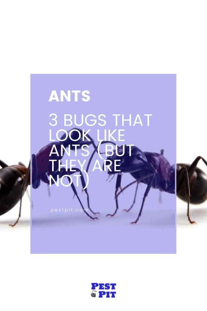 bugs that look like ants