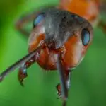 close up ant