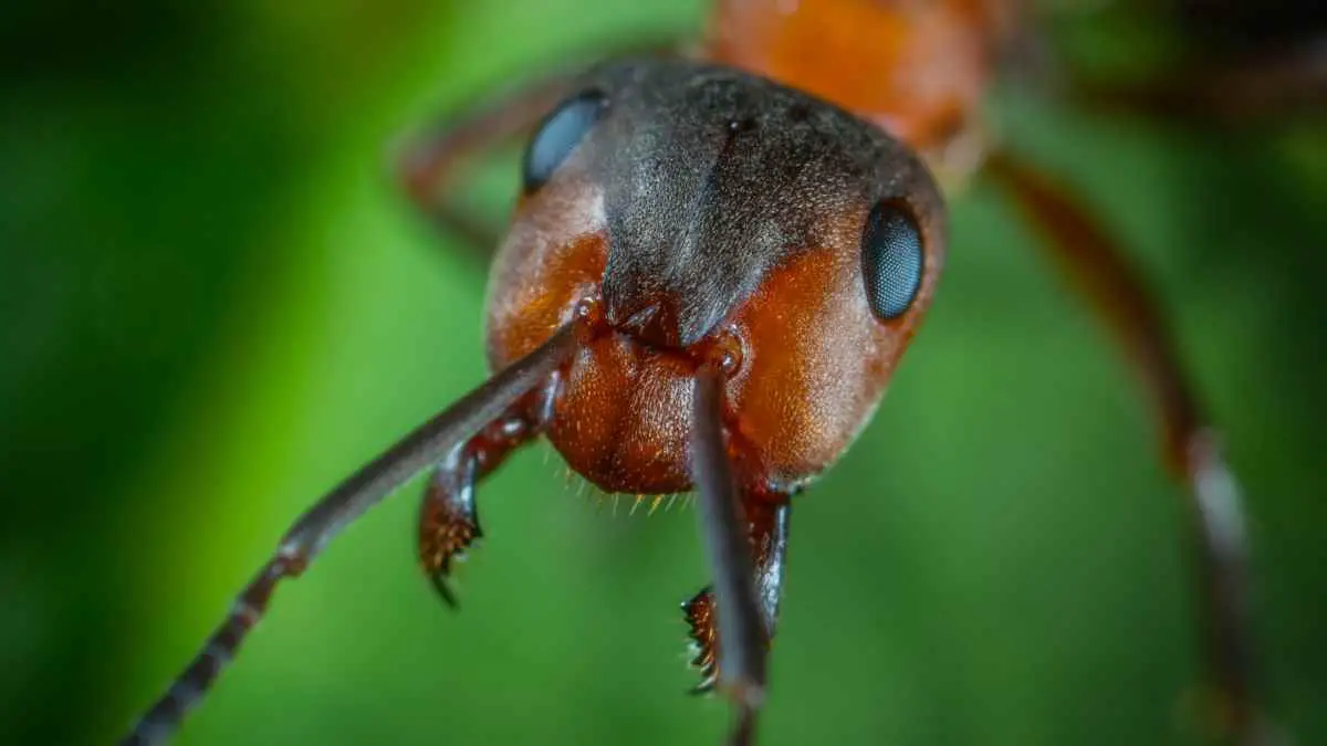 close up ant