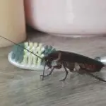cockroach in apartment