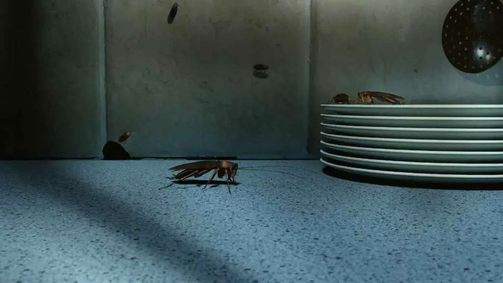 cockroach near plates