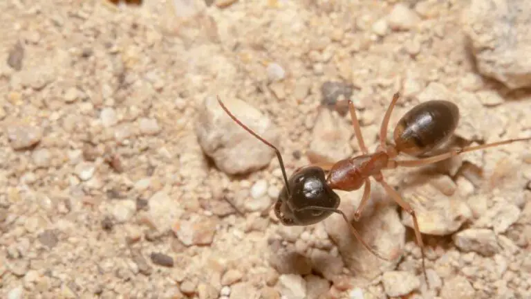 bugs that look like ants