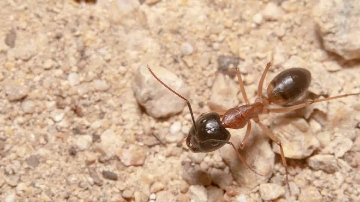 Sugar Ants Vs Carpenter Ants All You Must Know About Them Pest Pit   Sugar Ant 