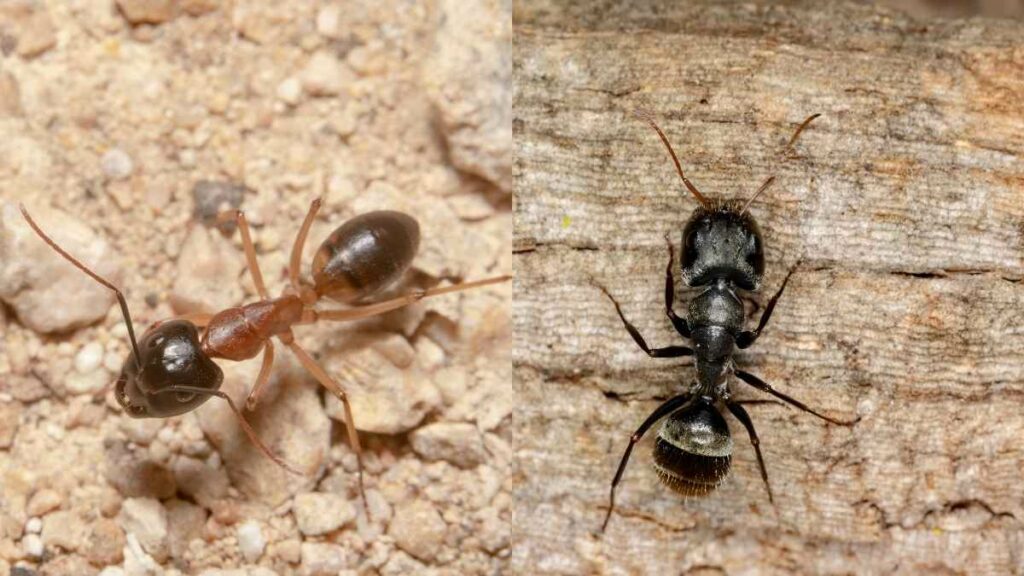 sugar ants v Carpenter ant