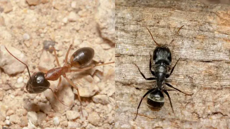 Sugar Ants Vs Carpenter Ants All You Must Know About Them Pest Pit