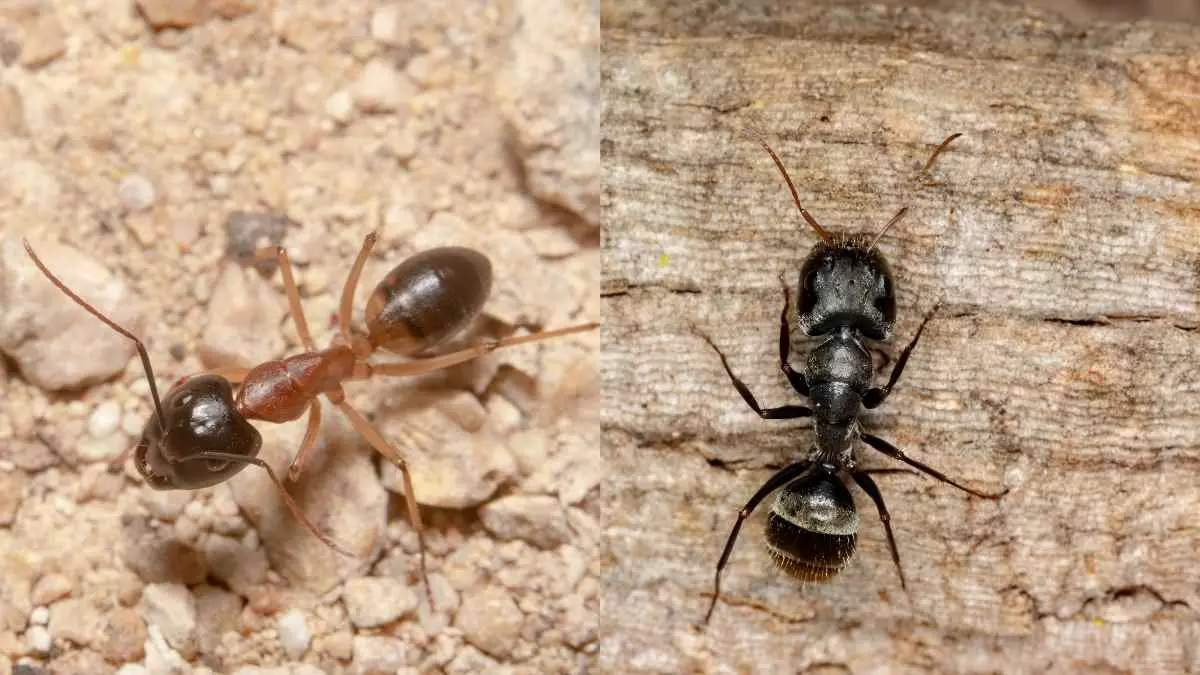 Sugar Ants Vs Carpenter Ants All You Must Know About Them Pest Pit   Sugar Ants V Carpenter Ant 