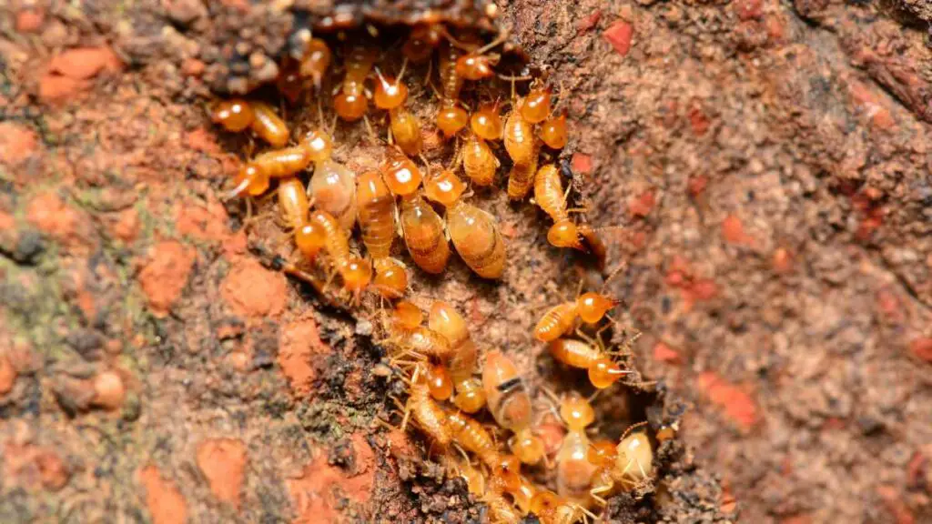 termites