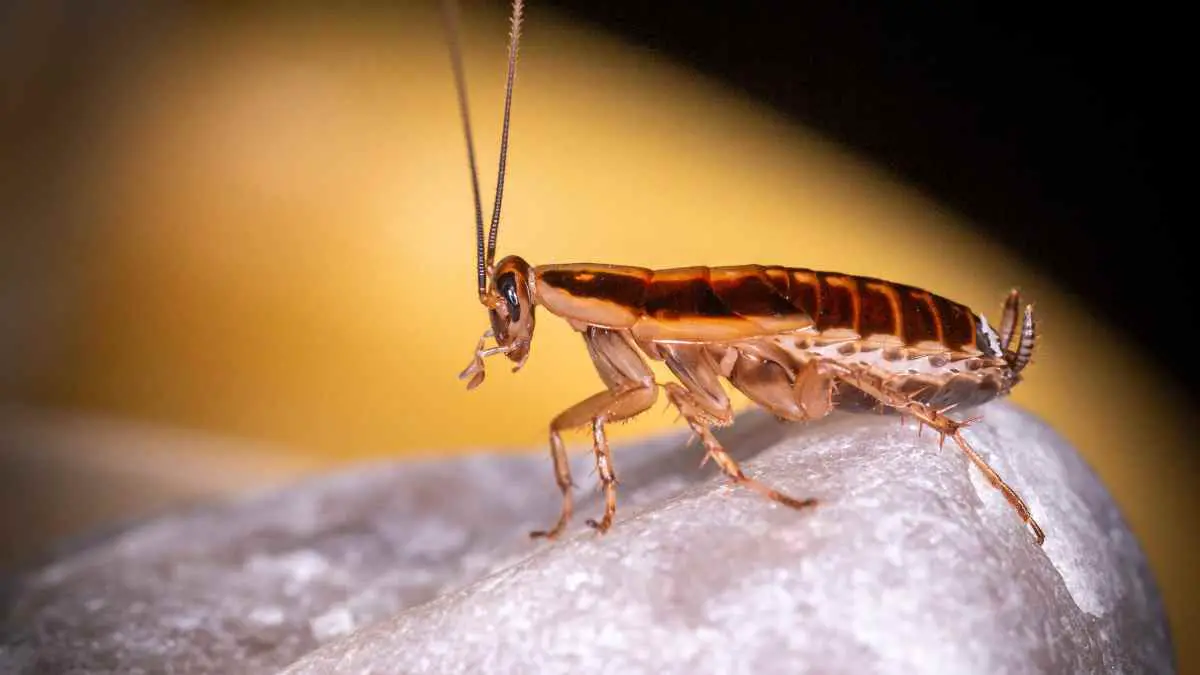 German cockroach (1)