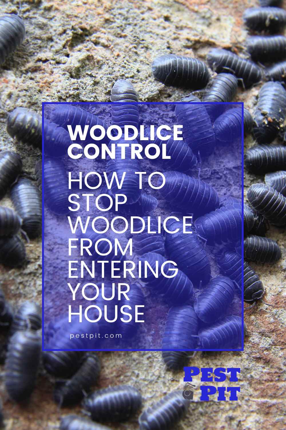 How To Stop Woodlice From Entering Your House Pest Pit   How To Stop Woodlice From Entering Your House 