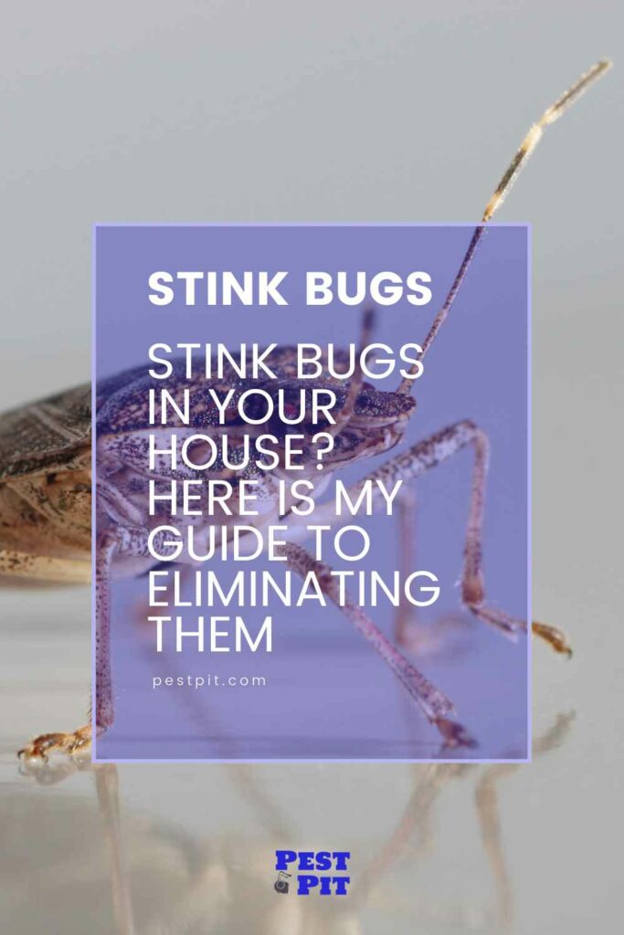 Stink Bugs In Your House Here Is My Guide To Eliminating Them