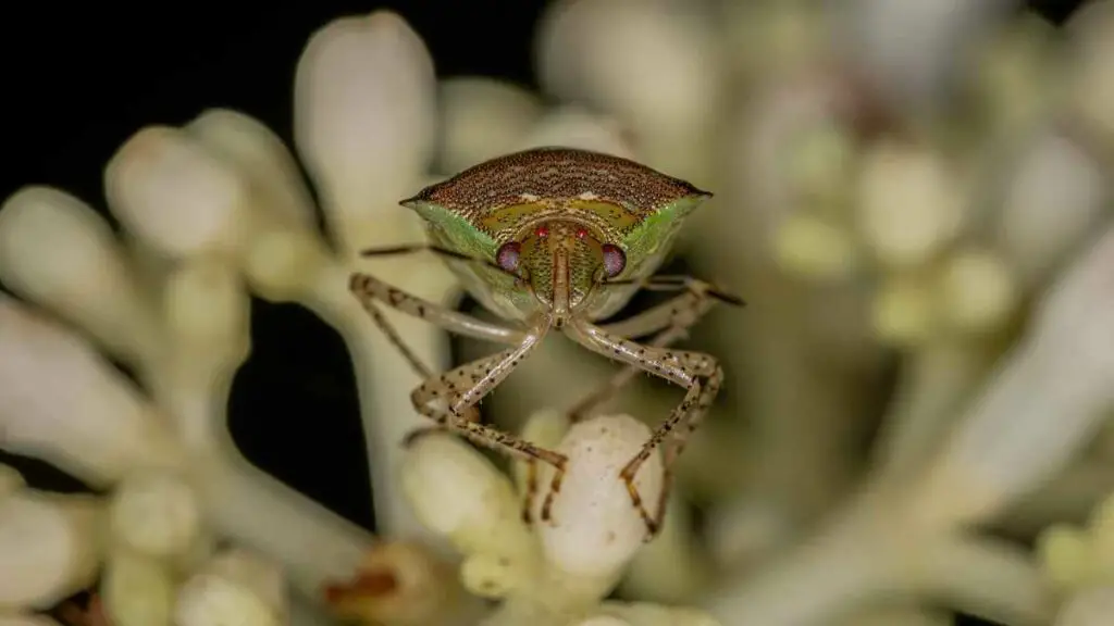 stink bug on plant