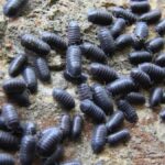 How To Stop Woodlice From Entering Your House