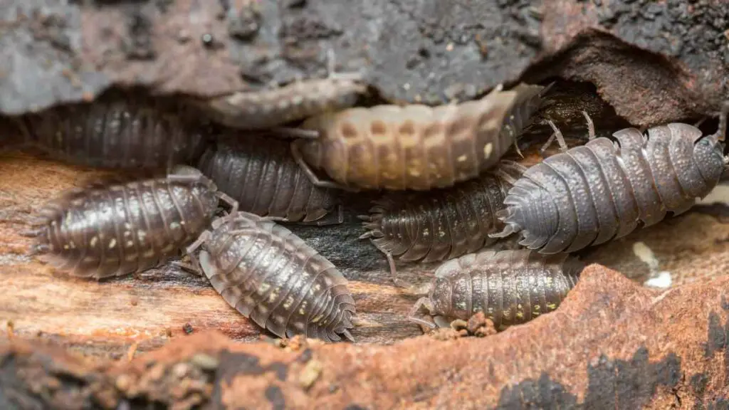 woodlice in a house