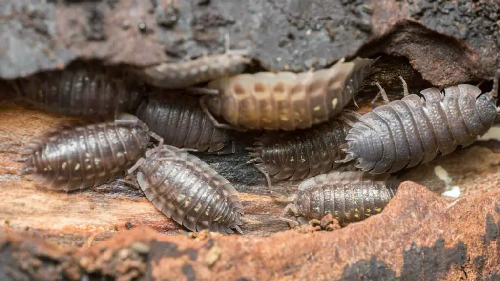 Woodlice In A House 1024x576 