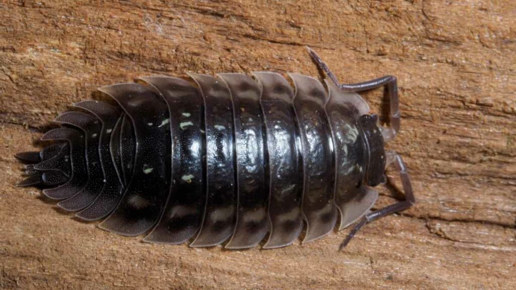 woodlouse in a house
