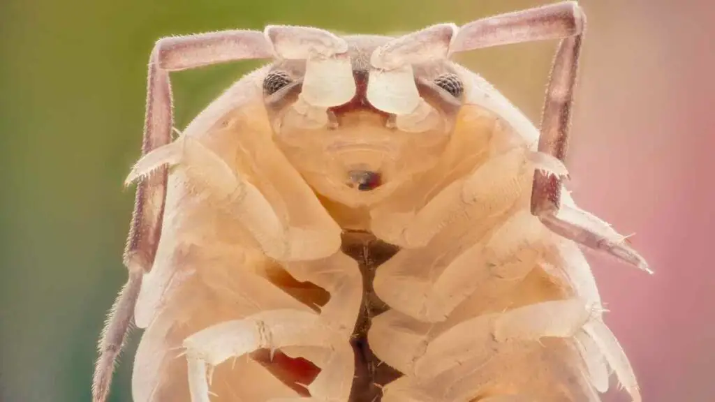 woodlouse up close