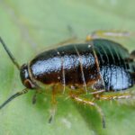Cockroaches in the Garden: How to Get Rid of Them Naturally