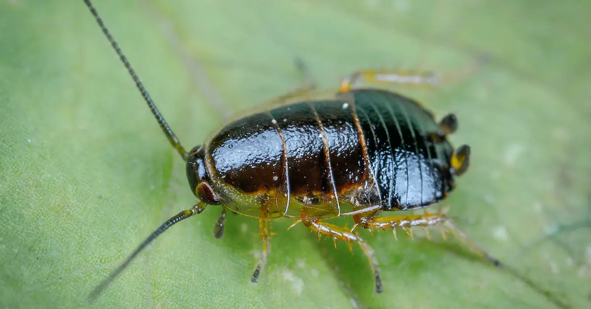 a-cockroach-on-a-leaf