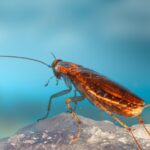 Eco-Friendly Cockroach Repellents That Really Work