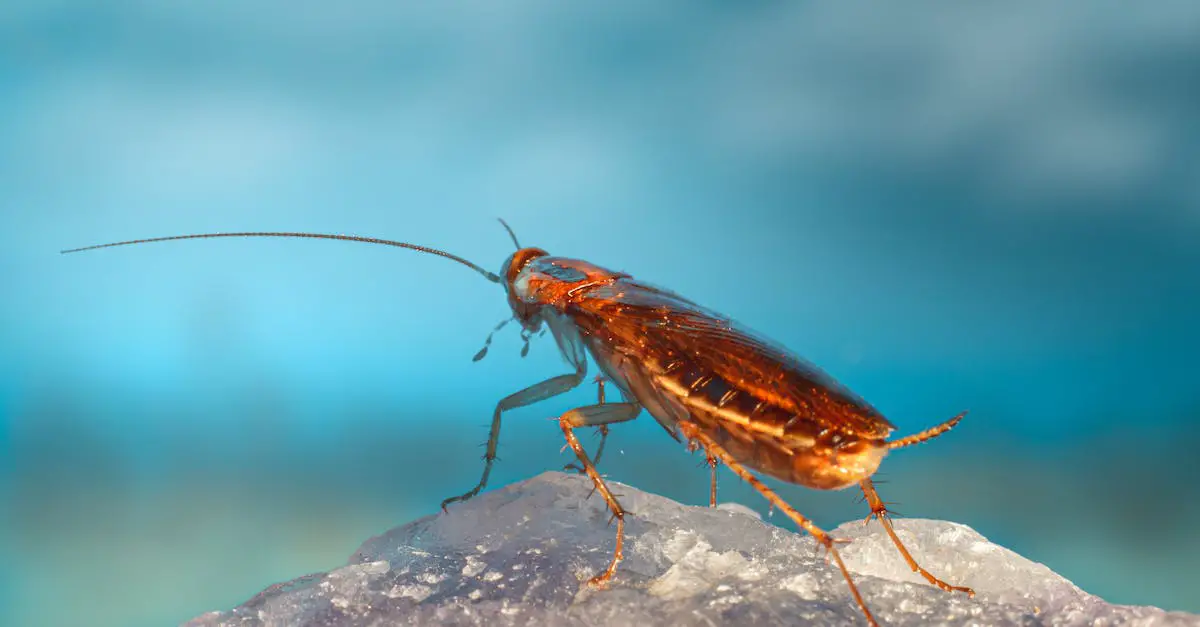 a-cockroach-on-a-leaf