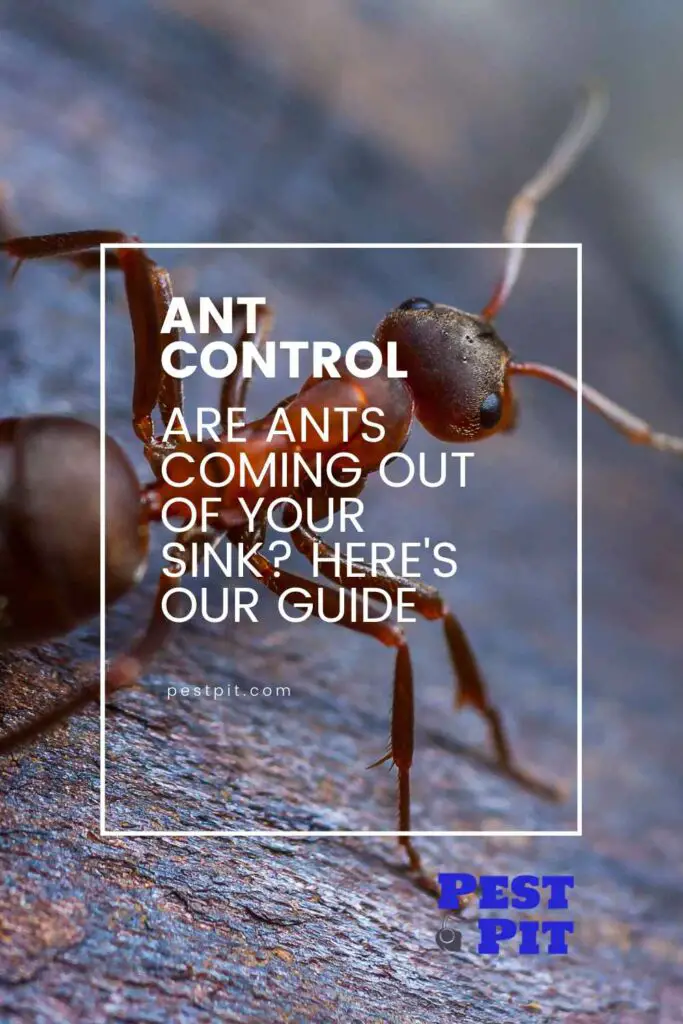 Are Ants Coming Out of Your sink Here's our guide