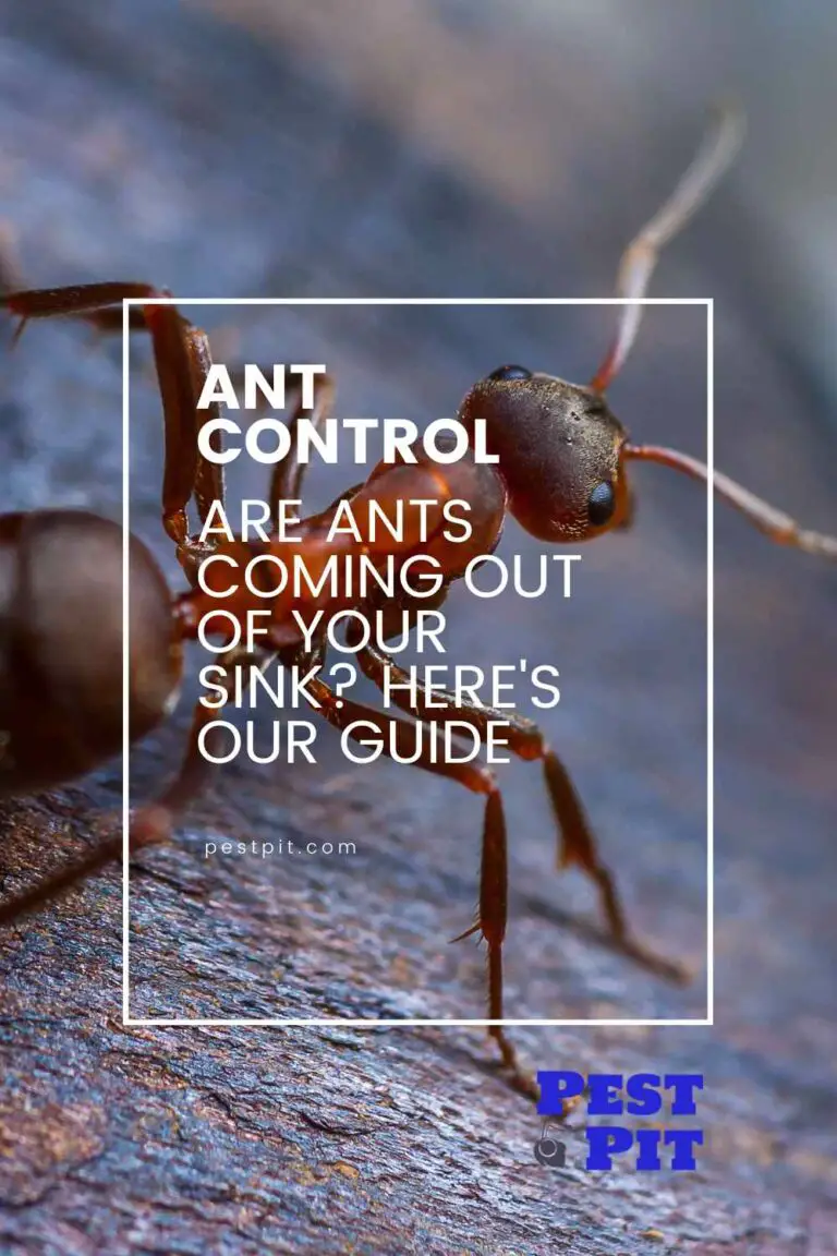 Are Ants Coming Out of Your sink? Here's What You Need to Know About