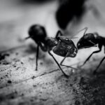 Signs of an Ant Infestation: How to Spot the Problem Early