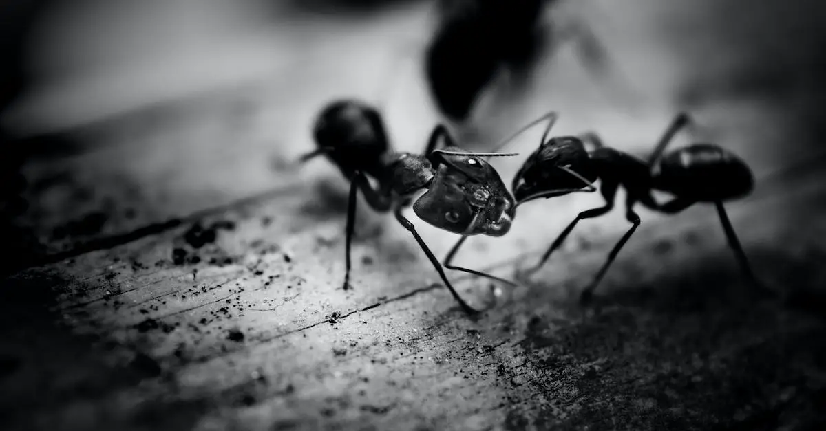 Signs of an Ant Infestation: How to Spot the Problem Early 4