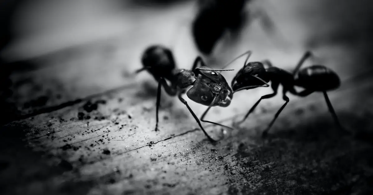 black-ants-on-brown-tree-trunks