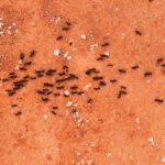 The Benefits of Professional Ant Control Services
