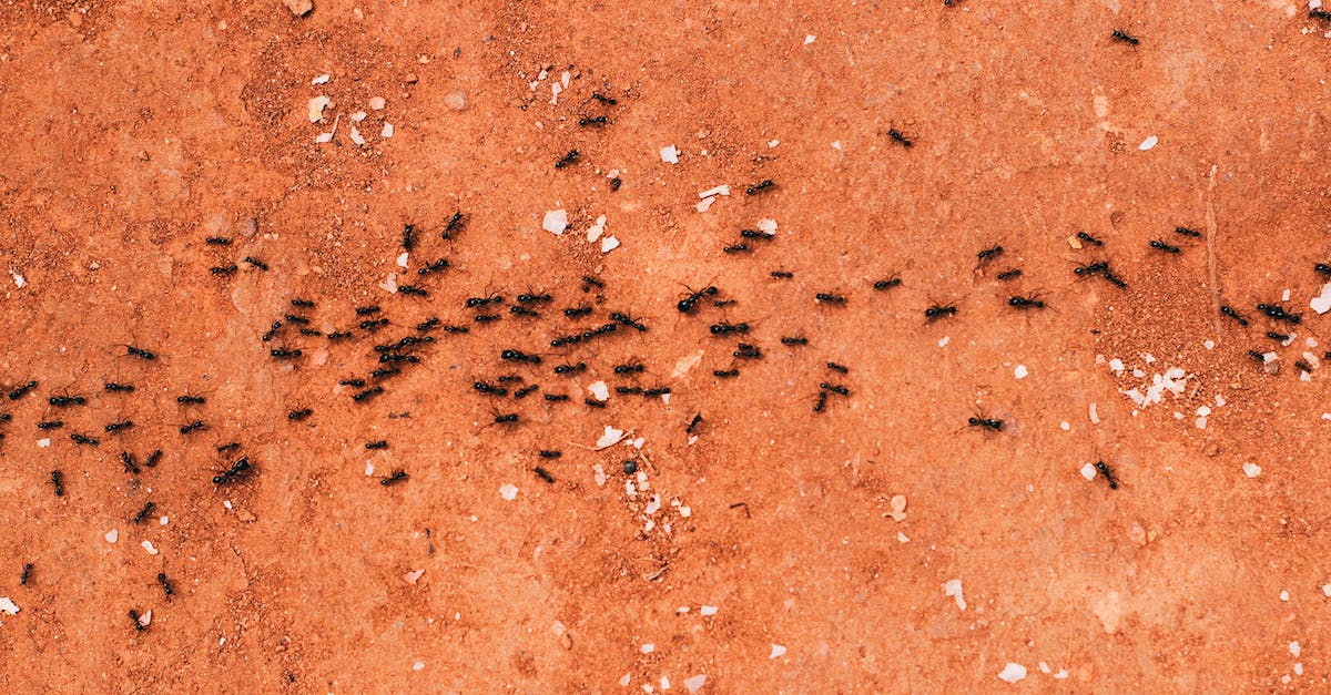 DIY Ant Control Solutions That Work 1