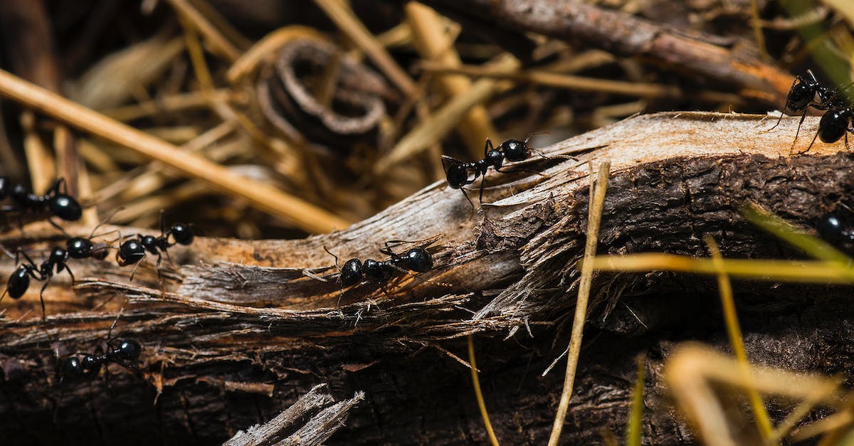 The Benefits of Professional Ant Control Services 5