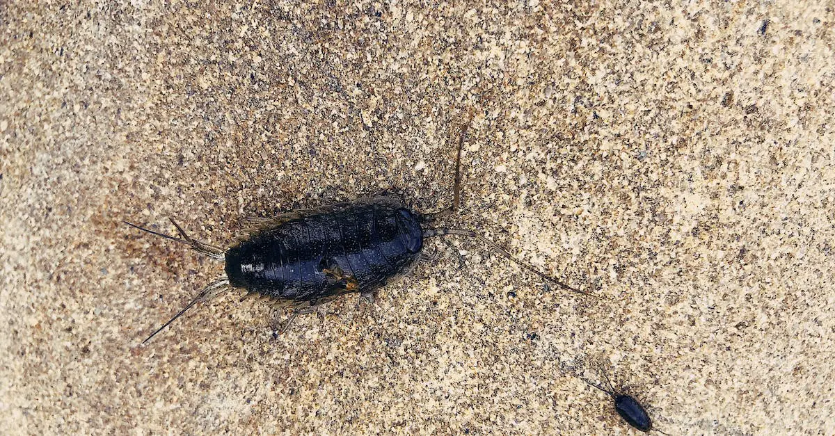 Eco-Friendly Cockroach Repellents That Really Work 12