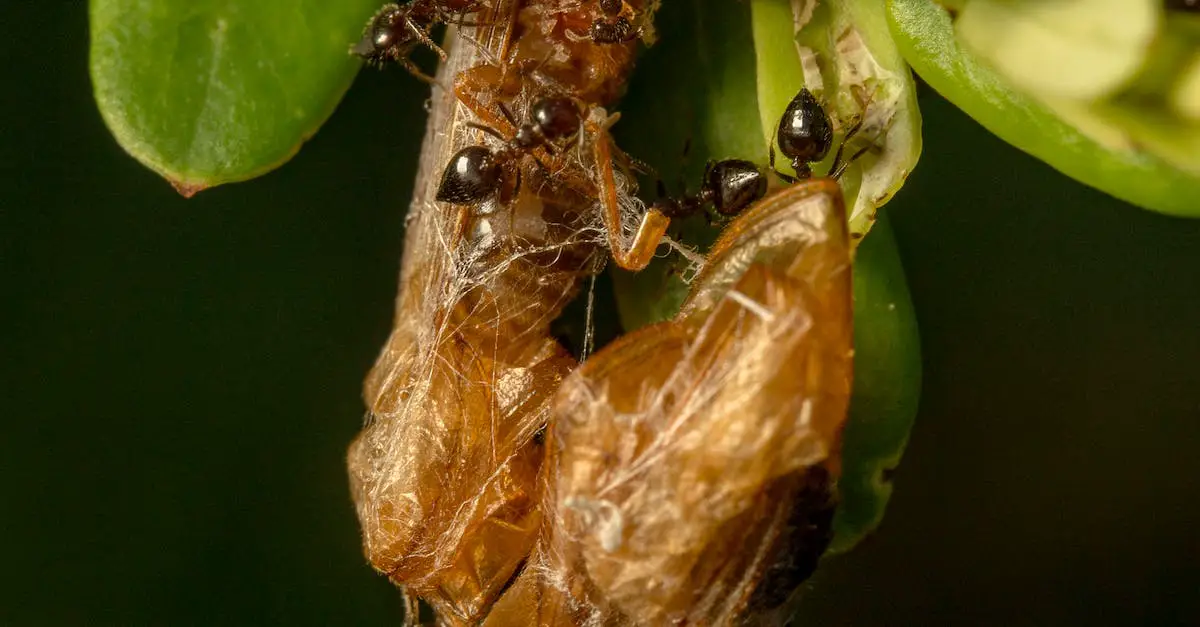 DIY Ant Control Solutions That Work 3