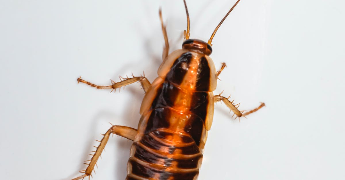 Eco-Friendly Cockroach Repellents That Really Work 4