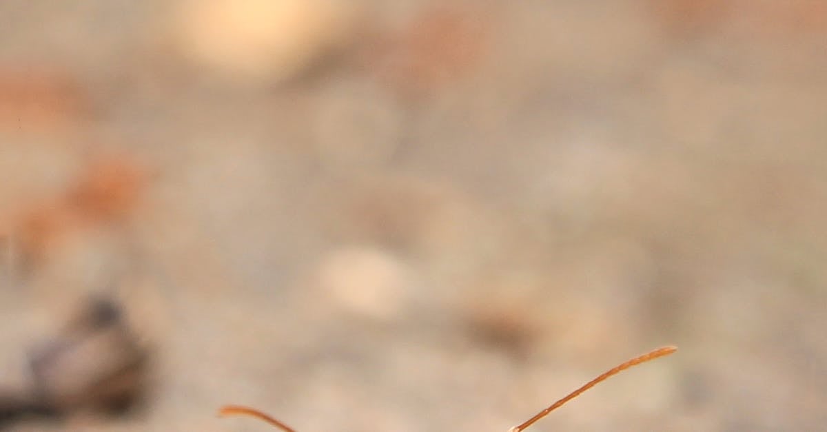 Signs of an Ant Infestation: How to Spot the Problem Early 3