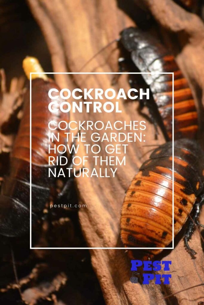 Cockroaches in the Garden How to Get Rid of Them Naturally